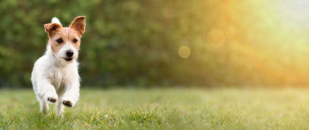 Kleiner Hund rennt ueber eine Wiese bei Sonnenlicht – Symbolbild fuer Energie durch purinarmes Hundefutter